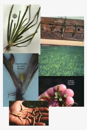 Click Here For More Images - Wild Celery Identification #3344199