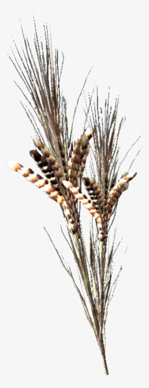 Wild Razorgrain - Fallout #3344453 Wild Razorgrain - Fallout #3344453