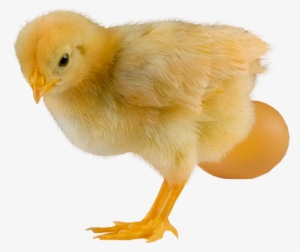 Chicken #3345684
