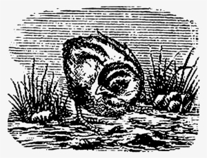 Carolyn Iott On Twitter - Illustration #3345799