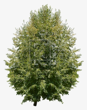 Juglans Regia Tree - Hageland Juletre #3348218
