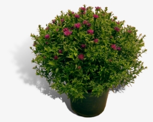 Aster 17cm Pot Productfoto Shadow - Flowers Plant Top View #3365462