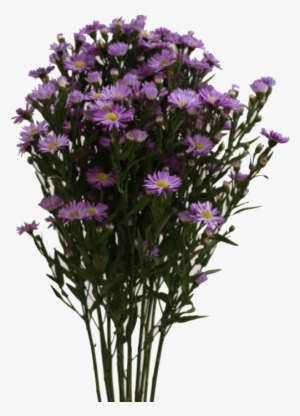 Aster Purple - European Michaelmas Daisy #3365499