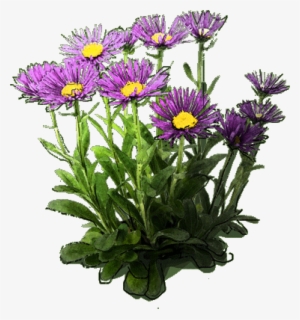 Aster Alpejski "dunkle Schöne" - Aster Png #3365524