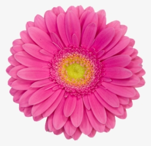 Manicures, Pedicures, Skin Care - Pink Daisy Flower Clip Art #3365563
