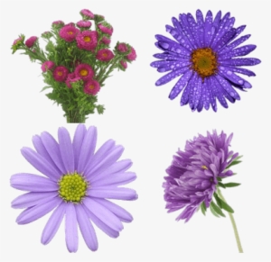 Flower Violet Pastel #3365614