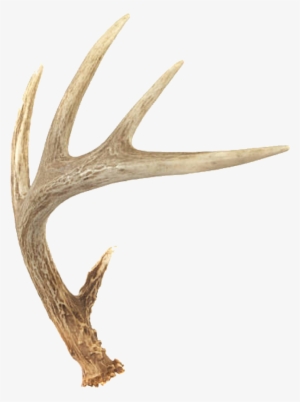 Count Points On A Deer #3365823