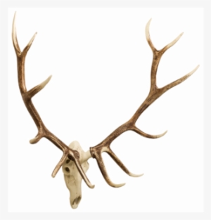 Elk European Mount - Moose #3366026