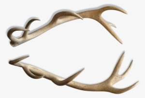 Deer #3366188
