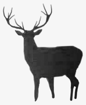 Deer #3366194