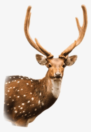 Axis Deer - Chital #3366306
