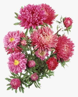 C - \fakepath\kew - Aster Flower Transparent Background #3366727