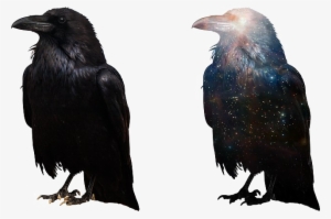 Crow Free Png Image - Crow Png #3366728