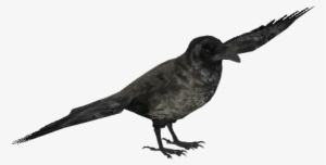 Hooded Crow 2 - Wiki #3366751