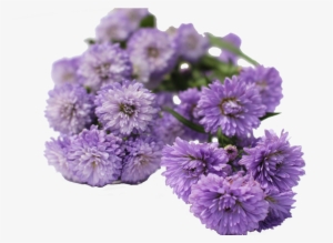 Aster Flowers Aster Flowers - Chrysanthemum #3366775