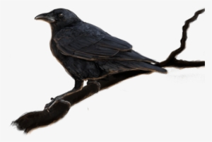 Crow - American Crow #3366859