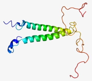 Protein Tsc22d3 Pdb 1dip - Tsc22d1 #3369148