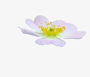 Cute Flower Png By Spooky Dream-d47jhc0 - Rosa Rubiginosa #3370621