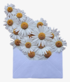 Transparent Png Transparent Blg Dark Blg - Daisy Transparent #3371214