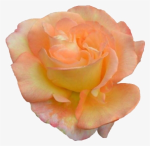 Image Result For Orange Tumblr Png - Transparent Png Tumblr Orange Overlay #3371420