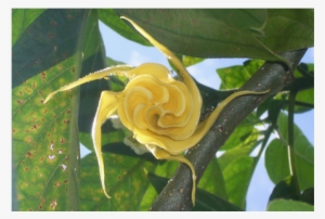 Flower-banner - Garden Roses #3371639