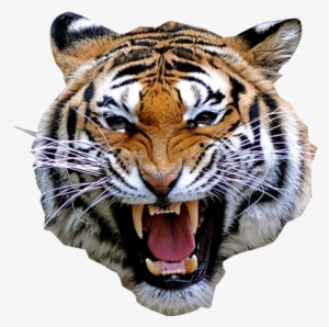 Cafepress Atiger Shirt Square Sticker 3 X Bumper Car #3374309