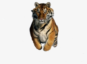 Tigre Png - Siberian Tigers On Snow #3374606