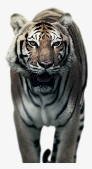 Tigre - Bengal Tiger #3374638