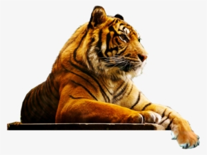 London Zoo #3374659