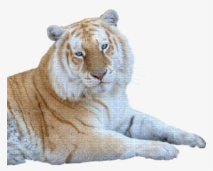 Tigre - Tiger #3374791