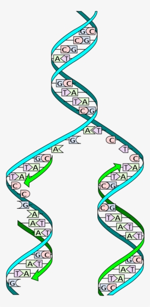 Dna Replication #3374811