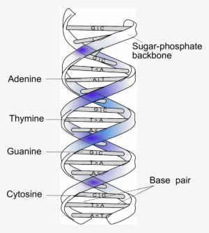 Double Helical Structure Of Dna And Complementary Base - Dna #3374879