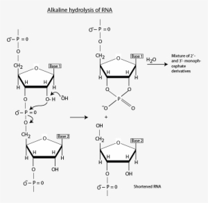 Wherever Complimentary Sequences Are Present In Rna, - Formula Del Glucogeno #3375085