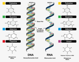 There Are Four Kinds Of Nucleobase For Dna, Adenine - Rna World Hypothesis #3375108