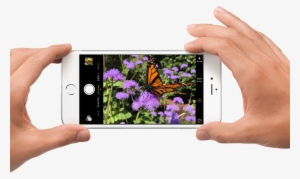 Automated Taxon Identification - Refurbished Iphone 6 Plus (64 Gb, Silver) #3375218