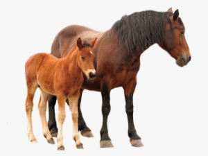 Share This Image - Cheval Fond Blanc Png #3376614