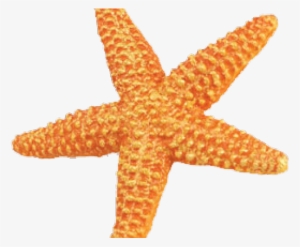 Starfish Png Transparent Images - Safari Ws Sea Life Orange Starfish #3380634