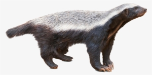 Honey Badger Full Body #3381098