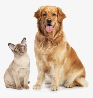 So They Can See A Better Life - Cat And Dog Png #3381428