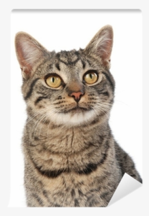 Zenpet Procone Recovery Cone By Zenpet - Dog Collar #3381571