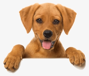 Happy Cat Dog Slider - Pets On A Wall #3382053