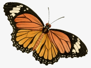 Butterfly1 - Painted Lady Clip Art #3382464