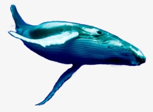 Blue Wheel Fish Png #3384631