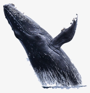 Whale Png Hd #3384664
