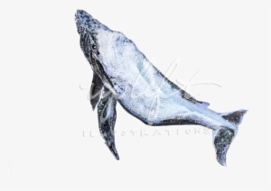 Whale - Whales #3384841 Whale - Whales #3384841