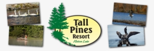 Tall Pines Resort #3386360