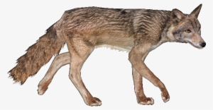 Red Wolf - Wiki #3387457 Red Wolf - Wiki #3387457