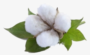 Your Leading Commodities & Equities Trading Broker - Cotton #3387717