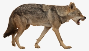 Golden Jackal White Background #3387888