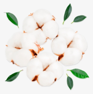 Cotton - Car #3387915